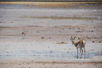 Springbok Etosha national Parc Namibie Antilope