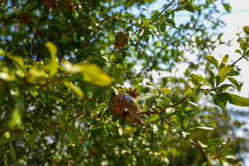 Fresh pomegranate with leaves on tree branches. Shallow depth of field photo of ripe pomegranate fruit. The foliage on the background. Agriculture. Harvesting time. Farm. Mature harvest.