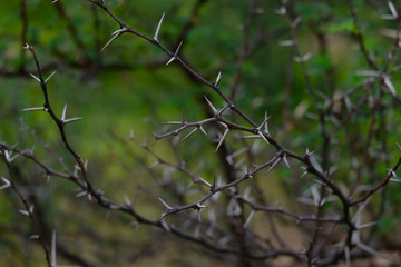 Babul Acacia white sharp thorn in tropical forest, Maharashtra, India 