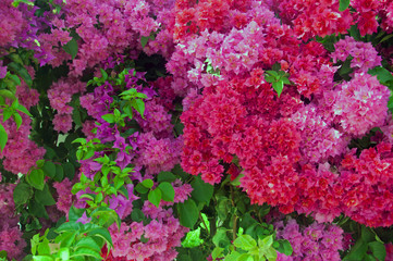 Pink and puple flowers, closeup, summer
