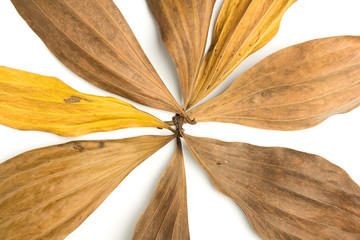 Dry leaves isolated on a white background.