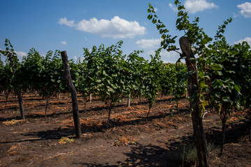 Wine growing region, rows of young grape vines in a vineyard with a line of dry straw in the middle, autumn time. Blue sky and white clouds. Landscape with colorful vineyards. Agriculture concept.