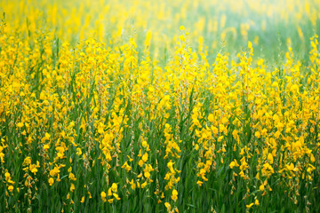 Fototapeta premium farm of crotalaria yellow flower ,agriculture beautiful background.