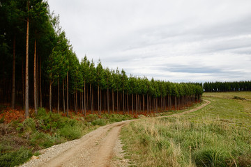Landscape of pine tree forest plantation, road and cloudy sky