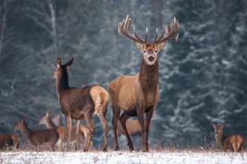 Two Deer ( Cervus Elaphus )  Against The Background Of The Winter Forest And The Silhouettes Of The Herd: Stag With Beautiful Horns Looks Directly At You, Female Deer Standing In A Half-Turn. Belarus