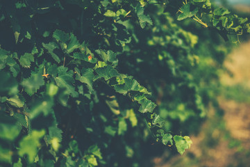 Beautiful rows of grapes before harvesting. Autumn landscape with colorful vineyards. Abstract background of autumn vineyards. Autumn color. Seasonal picturesque background. Grape wineland landscape