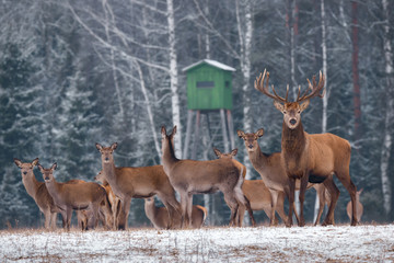 Naklejka na ściany i meble Deer Hunting In Winter Time. Group Of Noble Deer ( Cervus Elaphus ), Led By Stag, Against The Backdrop Of Hunting Tower And Winter Birch Forest. A Herd Of Beautiful Deer, Selective Focus On The Hart