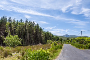 Fototapeta na wymiar Country road with tall pines along one side and a mountain in the distance on a sunny day. Taken in summer on Achill Island, in Ireland.