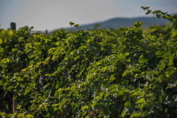Beautiful rows of grapes before harvesting. Autumn landscape with colorful vineyards. Abstract background of autumn vineyards. Autumn color. Seasonal picturesque background. Grape wineland landscape