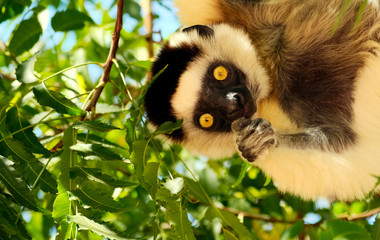 Verreaux's sifaka or Propithecus verreauxi also known as the dancing lemur of Madagascar eating