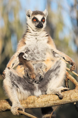 Female with baby ringtailed lemur, Lemur catta, in Berenty private reserve, MAdagascar, sunbathing