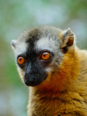  Female Brown lemur, Eulemur rufufrons, in Berenty reserve, Madagascar