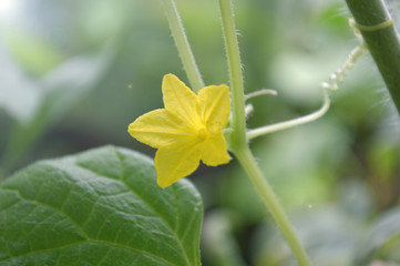 Male cucumber flower, Cucumis sativus, Central of Thailand