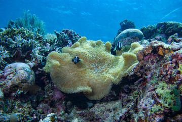 Naklejka na ściany i meble Clarki anemonefish Amphiprion clarkii