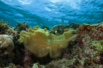 Naklejka na ściany i meble Clarki anemonefish Amphiprion clarkii