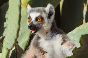 Ringtailed lemur, Lemur catta, in Berenty private reserve, MAdagascar