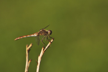 Beautiful dragonfly sitting on a dry plant close-up