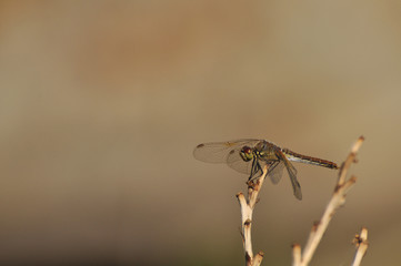 Beautiful dragonfly sitting on a dry plant close-up