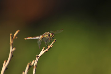 Beautiful dragonfly sitting on a dry plant close-up