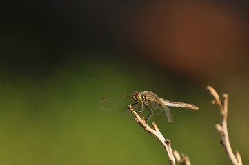 Beautiful dragonfly sitting on a dry plant close-up