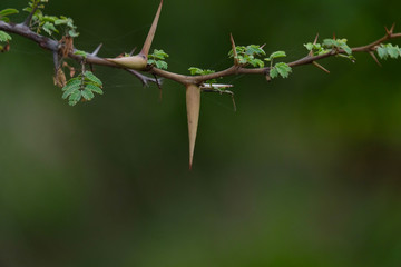 Babul Acacia white sharp thorn in tropical forest, Maharashtra, India 