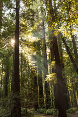 Sunlight through the redwood trees