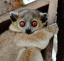 White footed sportive lemur in Berenty reserve, Madagascar © Hajakely