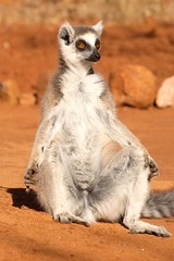 Ringtailed lemur, lemur catta, sunbathing