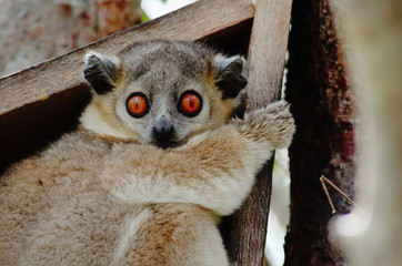 White footed sportive lemur in Berenty reserve, Madagascar © Hajakely