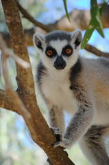Ringtailed lemur, lemur catta, in Berenty private reserve, Madagascar