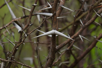Babul Acacia white sharp thorn in tropical forest, Maharashtra, India 