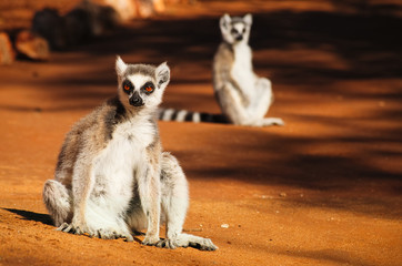 Ringtailed lemur, lemur catta, sunbathing