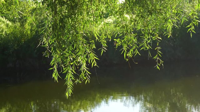 Beautiful sunset nature summer landscape. Closeup view of bright green foliage on branches of huge old willow tree hanging over sunny river water  background. Real time 4k video footage.