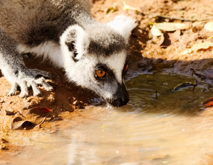 Ringtailed lemur, lemur catta, in Berenty private reserve, Madagascar