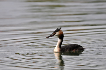 Grèbe huppé