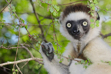 Verreaux's sifaka lemur in Berenty reserve, Madagascar