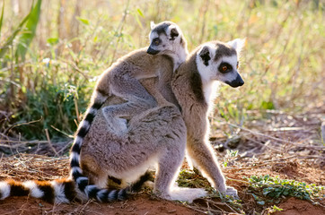 Ringtailed lemur, lemur catta, in Berenty private reserve, Madagascar - Powered by Adobe