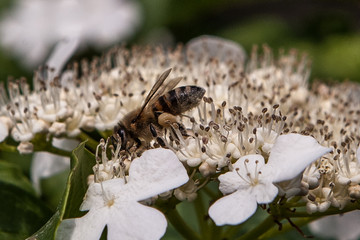 collecting honey