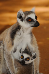 Ringtailed lemur, lemur catta, in Berenty private reserve, Madagascar © Hajakely