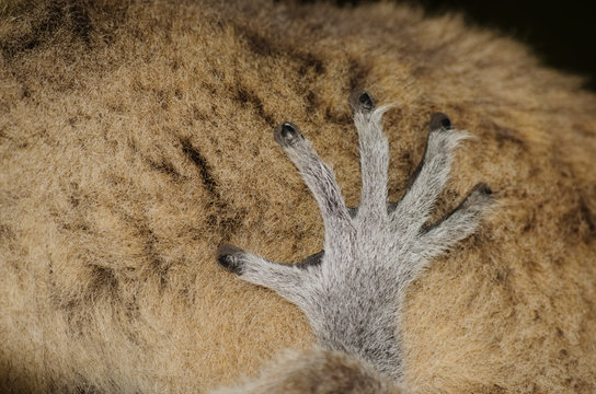 Ringtailed lemur, lemur catta, in Berenty private reserve, Madagascar