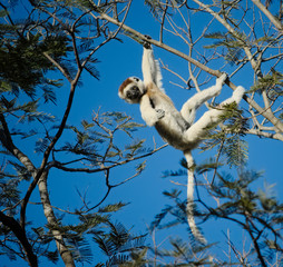 Verreaux's sifaka lemur in Berenty reserve, Madagascar