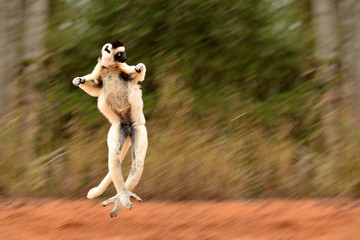 Verreaux's sifaka lemur dancing in Berenty reserve, Madagascar © Hajakely