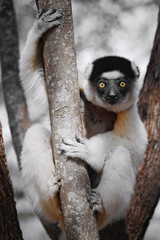 Verreaux's sifaka lemur in Berenty reserve, Madagascar
