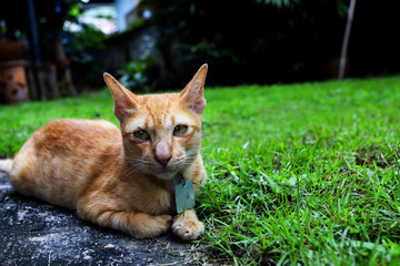 funny yellow cat on the lawn