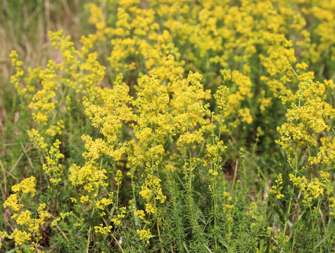Flowering meadow, Galium verum, lady's bedstraw or yellow bedstraw. Galum verum is a herbaceous perennial plant. Healthy plant.