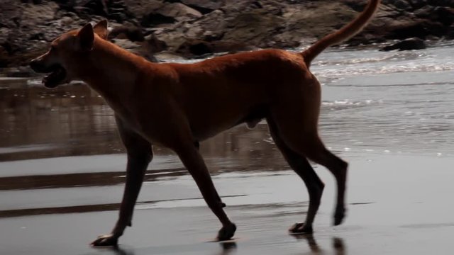 Red-haired toasted stray dog walking along the picturesque Malabar shore, Goa, India
