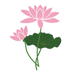 Nature flower pink lotus