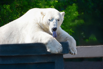 Polar bear grabbed the concrete base with his paws and stuck out his tongue. Ursus maritimus