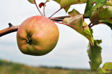Branches with pink apple, meadow blurry background and cloudy sky, sunny day in Ukraine