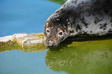 Obraz premium The snout of the grey seal. Halichoerus grypus